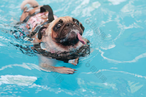 可爱的小狗在当地的公共游泳池游泳，带着救生衣