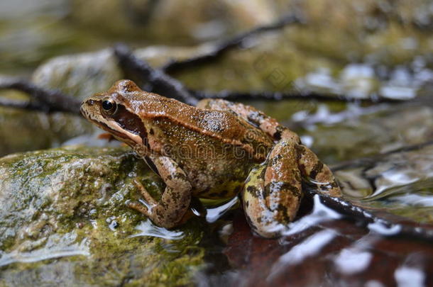 青蛙动物棕色锋利，好漂亮的河水