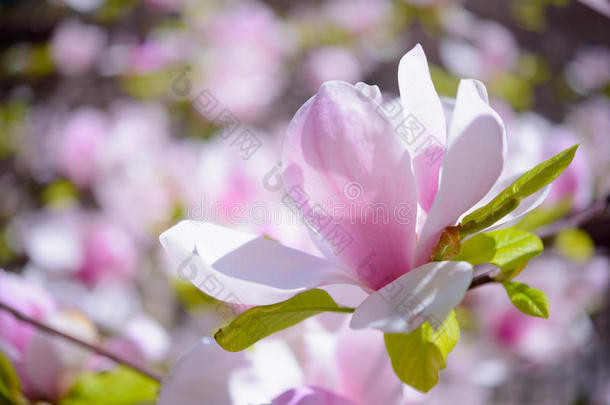 美丽的粉红色<strong>玉兰花</strong>。 春天的背景