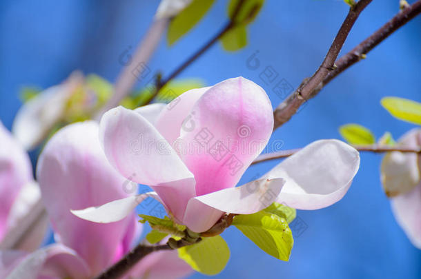 蓝天背景上美丽的粉红色玉兰花。 春天的花卉形象