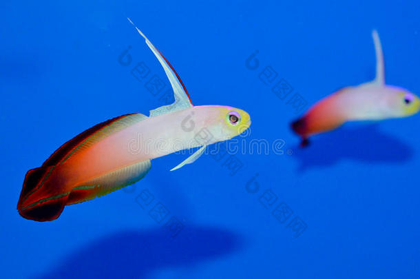 和水族馆背景蓝色潜水