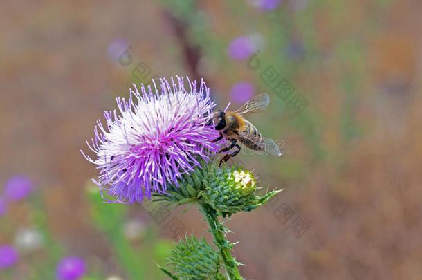 <strong>紫色花</strong>朵上的蜜蜂