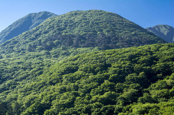 森林覆盖着山