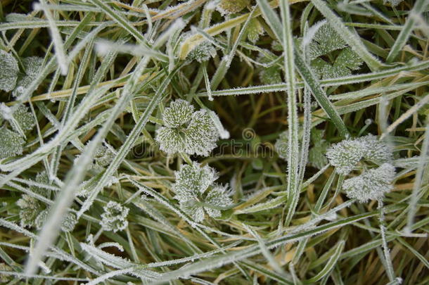 草和植物在寒冷的霜冻的早晨阳光下
