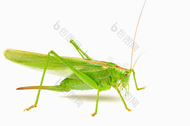 绿色蝗虫在白色背景上分离