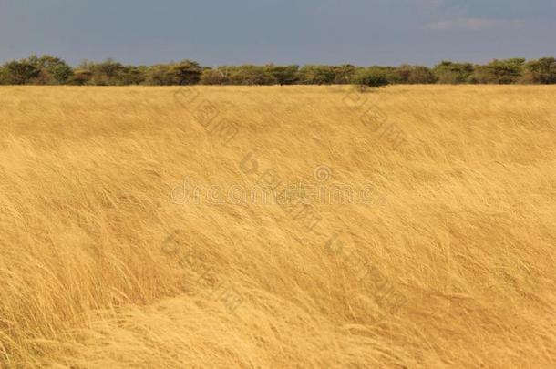 草地-自然背景-生命的金色波浪