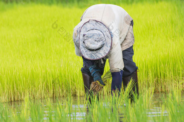 泰国农民在稻田<strong>种植水稻</strong>