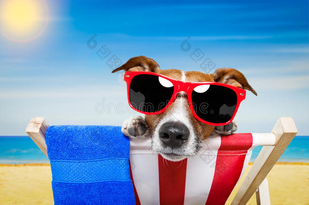狗狗夏日海滩