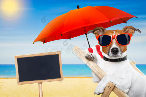 狗狗夏日海滩