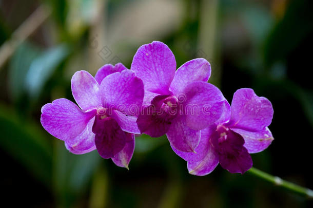 美丽紫色条纹兰花盛开。