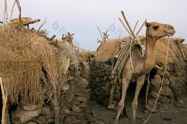 骆驼站在典型的埃塞俄比亚房屋附近。