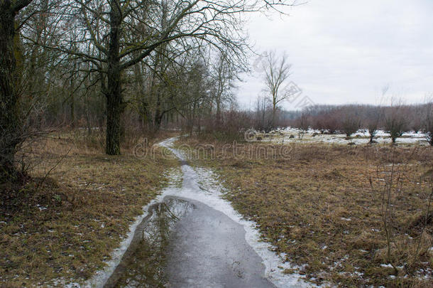 冬季田野附近森林中的冰冻道路