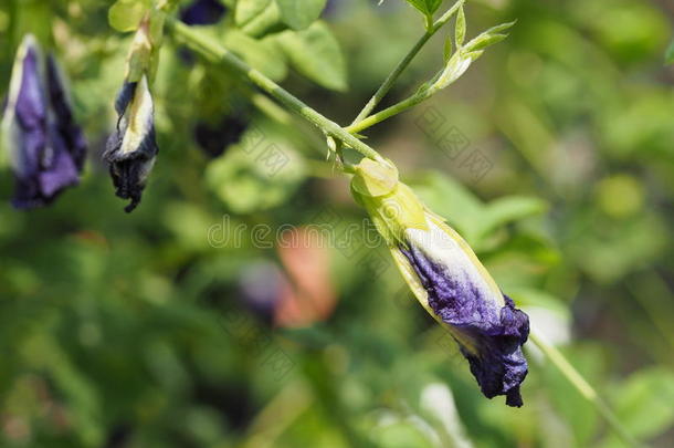 蝴蝶豌豆，蓝色豌豆，阴蒂燕鸥开花