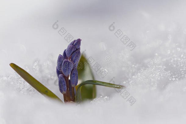 美丽的宏观照片野生生长的雪原在雪上