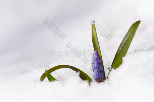 美丽的宏观照片野生生长的雪原在雪上