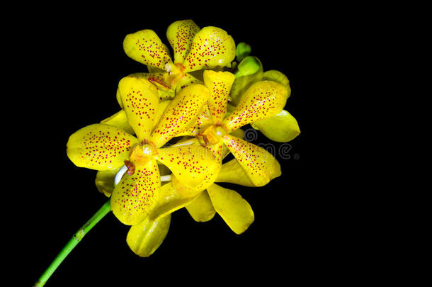 美丽的黄色树状兰花