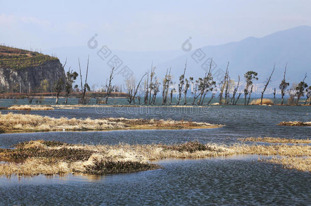 美丽的瓷器大理<strong>洱海</strong>花