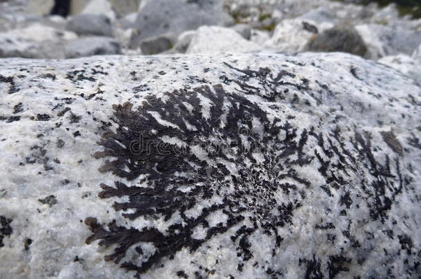 灰色石头上有植物形状的黑色苔藓