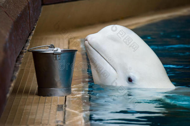 白鲸喂食时间