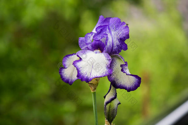 花<strong>飞花</strong>园虹膜多年生植物