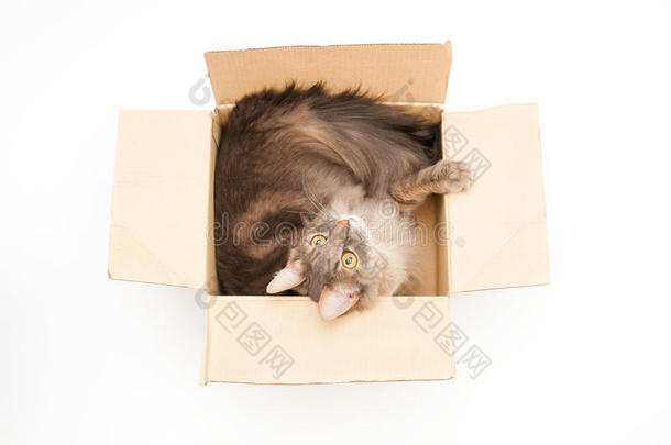 纸板箱里的<strong>可爱猫</strong>
