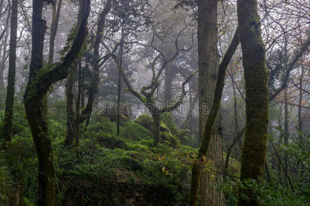 雾中美丽浪漫的仙女森林