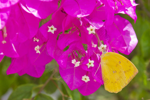 花蝴蝶