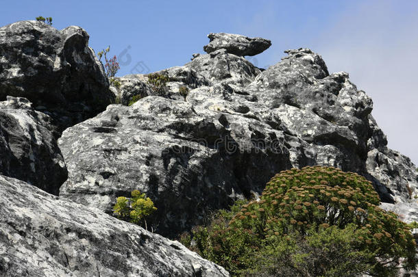 开普敦<strong>桌子山</strong>上的芬博斯植被