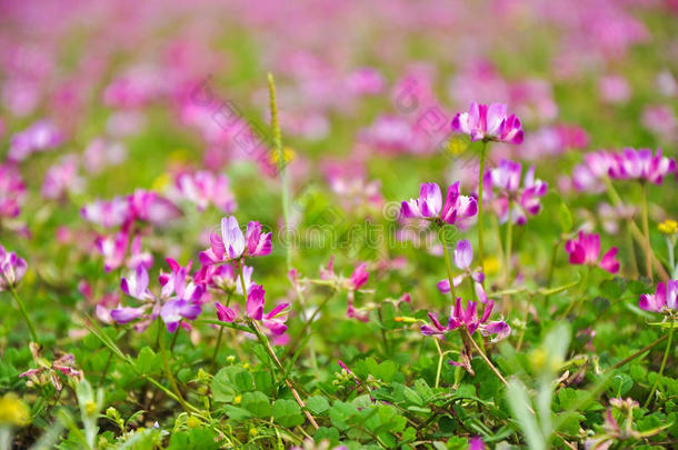 春天盛开的牛<strong>奶花</strong>