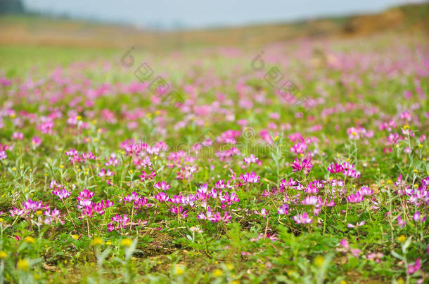 春天盛开的牛<strong>奶花</strong>