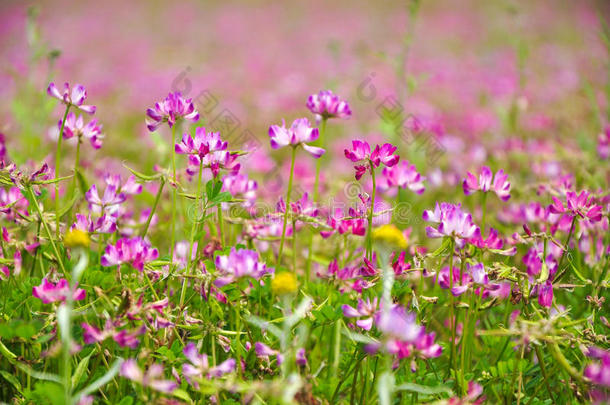 春天盛开的牛<strong>奶花</strong>