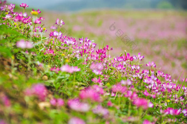 春天盛开的牛<strong>奶花</strong>