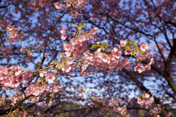 樱花