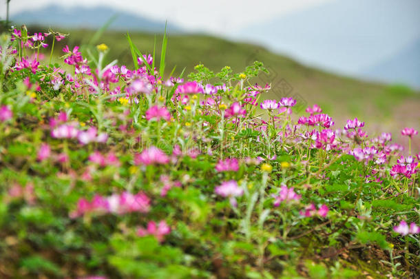 春天盛开的牛<strong>奶花</strong>