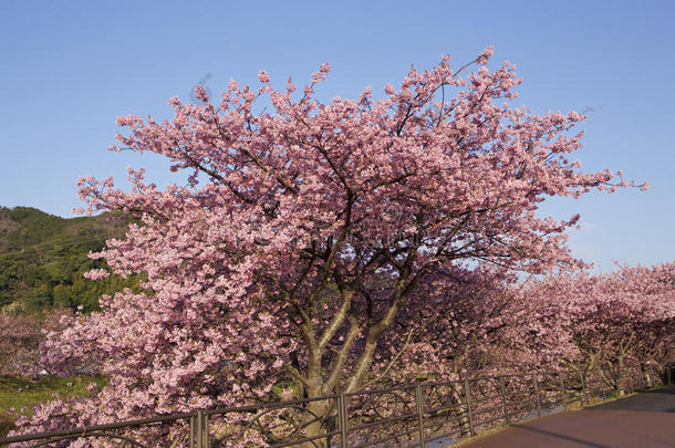 樱花