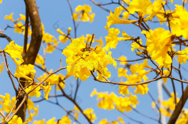 盛开的黄色喇叭花