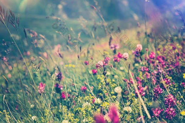 盛开的花朵春夏季节的自然背景