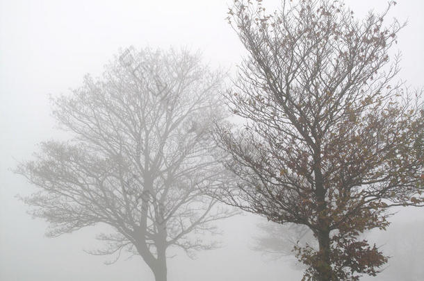 雾树轮廓景观