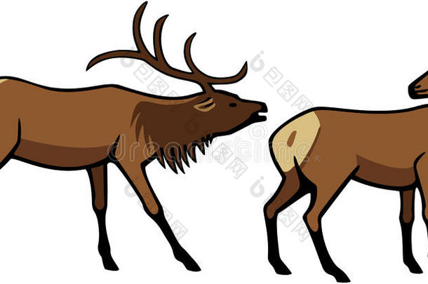 公麋鹿和雌麋鹿