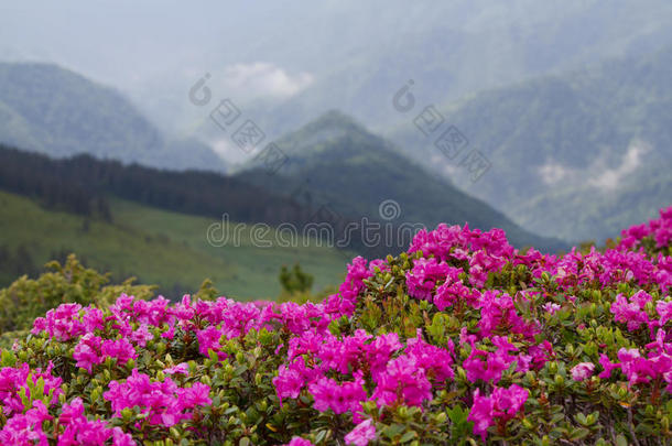 鲤鱼山上盛开的杜鹃花