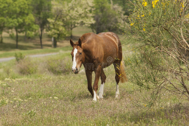 棕色的马，头上有一个白色的斑点，正在走路