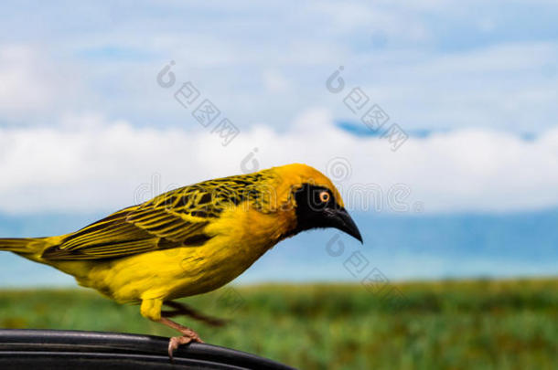 黄织鸟