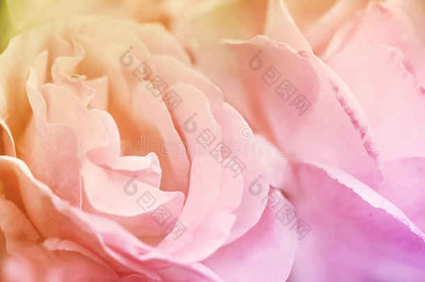 关闭粉红色玫瑰。 抽象的花背景。 用彩色过滤器制成的花