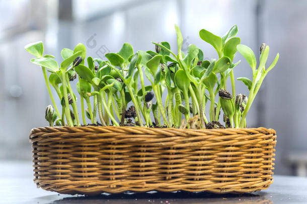 农业背景篮子出生植物学的