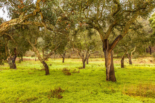 葡萄牙软木树木自然资源景观