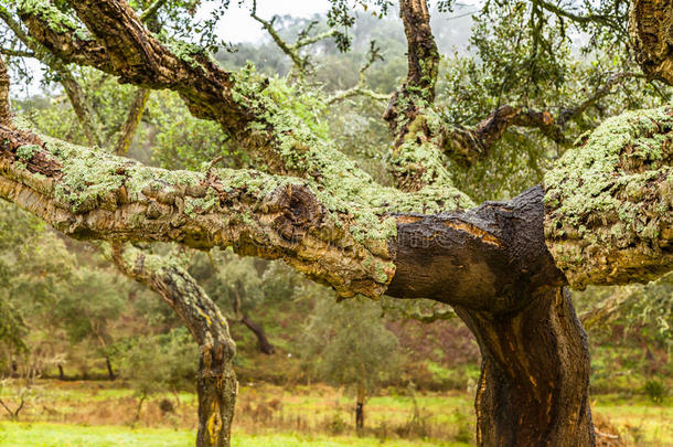 葡萄牙软木树木自然资源景观