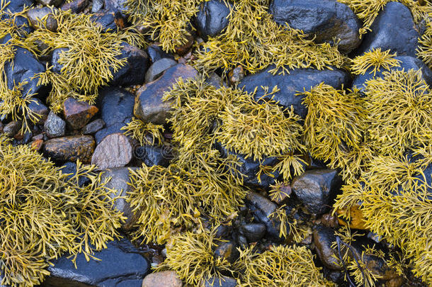 藻类藻类植物水生的海滩生物学