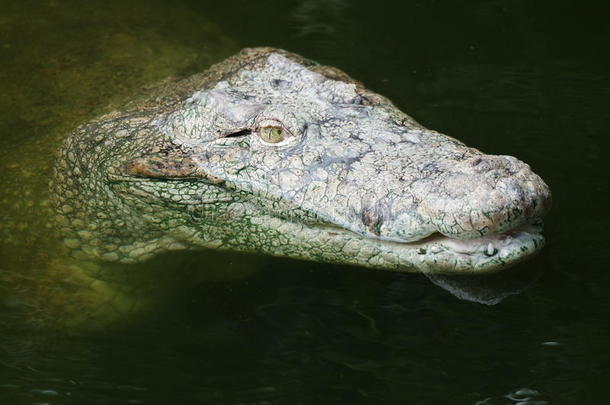 关于短吻鳄照相机卡尼食肉动物