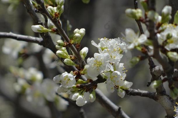 梅花枝的特写，有许多白色的花朵和花蕾。