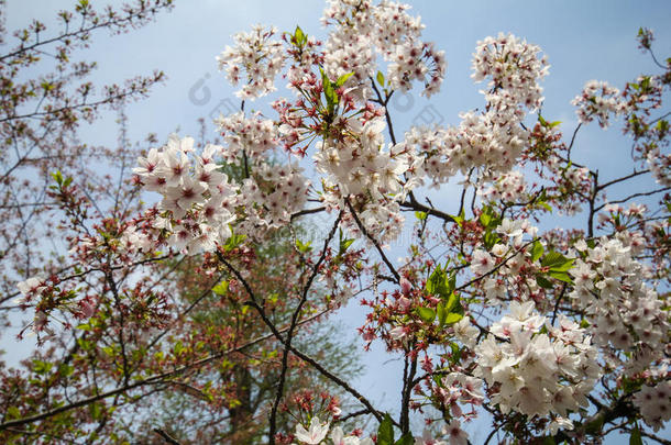 日本樱花，春天在东京日本